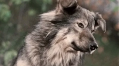 Cele mai bune filme despre câini pentru întreaga familie